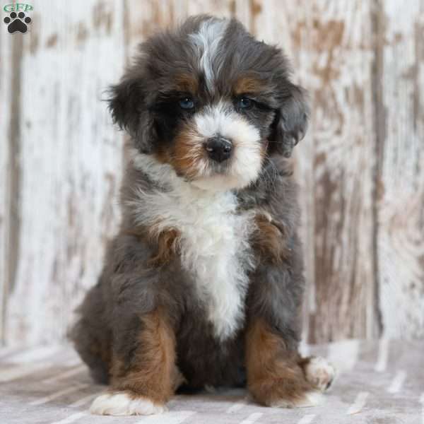 Mack, Mini Bernedoodle Puppy